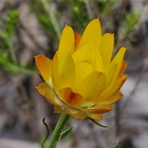 Xerochrysum viscosum at Goulburn, NSW - 9 Oct 2024