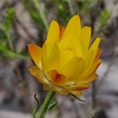 Xerochrysum viscosum (Sticky Everlasting) at Goulburn, NSW - 9 Oct 2024 by trevorpreston