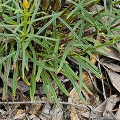 Xerochrysum viscosum at Goulburn, NSW - 9 Oct 2024