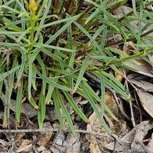 Xerochrysum viscosum at Goulburn, NSW - 9 Oct 2024