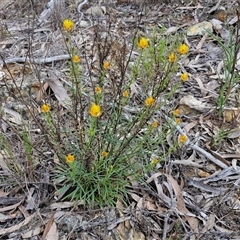 Xerochrysum viscosum at Goulburn, NSW - 9 Oct 2024