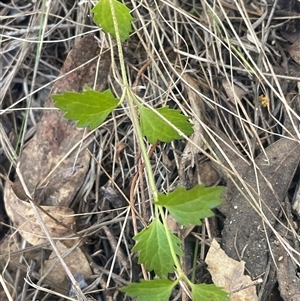 Veronica plebeia at Googong, NSW - 9 Oct 2024