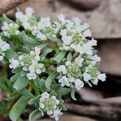 Poranthera microphylla (Small Poranthera) at Goulburn, NSW - 9 Oct 2024 by trevorpreston