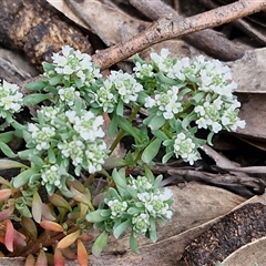 Poranthera microphylla at Goulburn, NSW - 9 Oct 2024