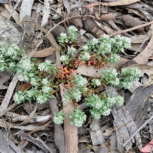 Poranthera microphylla at Goulburn, NSW - 9 Oct 2024