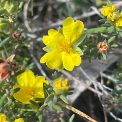 Hibbertia calycina (Lesser Guinea-flower) at Googong, NSW - 9 Oct 2024 by JaneR