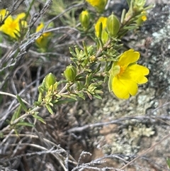 Hibbertia calycina at Googong, NSW - 9 Oct 2024 11:24 AM