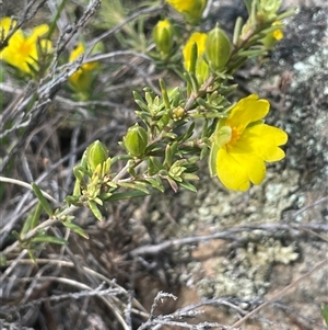 Hibbertia calycina at Googong, NSW - 9 Oct 2024