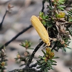 Eulechria electrodes (Yellow Eulechria Moth) at Goulburn, NSW - 9 Oct 2024 by trevorpreston