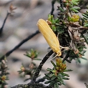 Eulechria electrodes at Goulburn, NSW - 9 Oct 2024