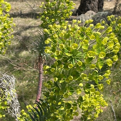 Euphorbia characias (Mediterranean Spurge) at Googong, NSW - 9 Oct 2024 by JaneR