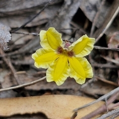 Goodenia hederacea subsp. hederacea (Ivy Goodenia, Forest Goodenia) at Goulburn, NSW - 9 Oct 2024 by trevorpreston