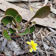 Goodenia hederacea subsp. hederacea at Goulburn, NSW - 9 Oct 2024