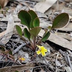 Goodenia hederacea subsp. hederacea at Goulburn, NSW - 9 Oct 2024