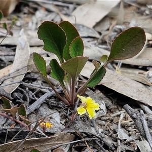 Goodenia hederacea subsp. hederacea at Goulburn, NSW - 9 Oct 2024