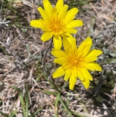 Microseris walteri (Yam Daisy, Murnong) at Googong, NSW - 9 Oct 2024 by JaneR