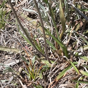 Microseris walteri at Googong, NSW - 9 Oct 2024