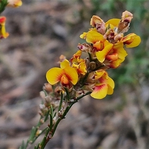 Dillwynia sericea at Goulburn, NSW - 9 Oct 2024 02:26 PM