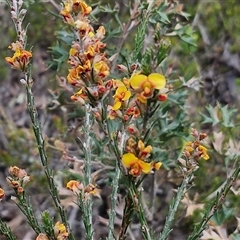 Dillwynia sericea at Goulburn, NSW - 9 Oct 2024 02:26 PM