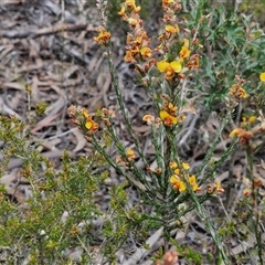 Dillwynia sericea at Goulburn, NSW - 9 Oct 2024 02:26 PM