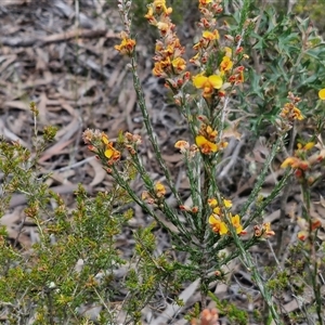 Dillwynia sericea at Goulburn, NSW - 9 Oct 2024