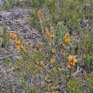 Dillwynia sericea at Goulburn, NSW - 9 Oct 2024 02:26 PM