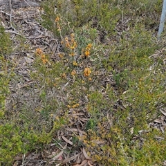 Dillwynia sericea at Goulburn, NSW - 9 Oct 2024 02:26 PM