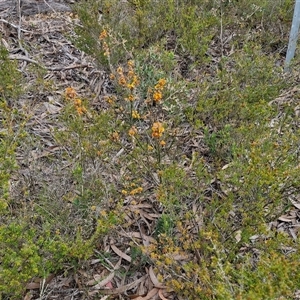 Dillwynia sericea at Goulburn, NSW - 9 Oct 2024 02:26 PM