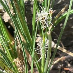 Carex bichenoviana at Googong, NSW - 9 Oct 2024 12:08 PM