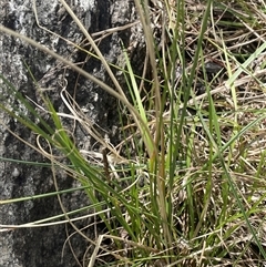 Carex bichenoviana at Googong, NSW - 9 Oct 2024 12:08 PM