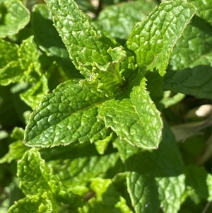 Mentha spicata at Googong, NSW - 9 Oct 2024