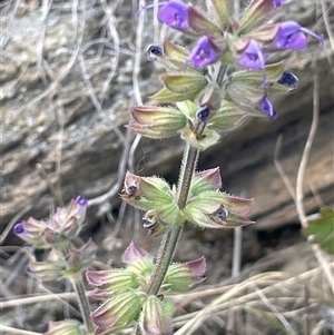 Salvia verbenaca var. verbenaca at Googong, NSW - 9 Oct 2024