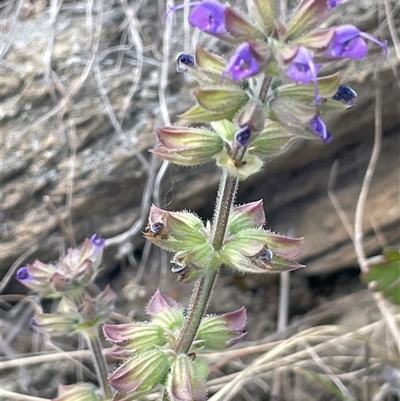 Salvia verbenaca var. verbenaca (Wild Sage) at Googong, NSW - 9 Oct 2024 by JaneR