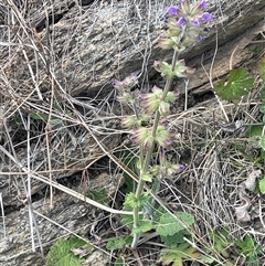 Salvia verbenaca var. verbenaca at Googong, NSW - 9 Oct 2024