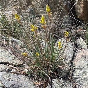 Bulbine glauca at Googong, NSW - 9 Oct 2024 12:45 PM