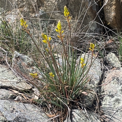 Bulbine glauca (Rock Lily) at Googong, NSW - 9 Oct 2024 by JaneR