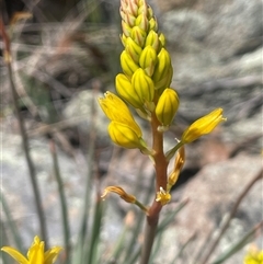 Bulbine glauca at Googong, NSW - 9 Oct 2024 12:45 PM