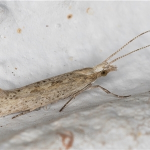 Plutella (genus) at Melba, ACT - 6 Oct 2024