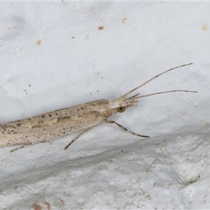 Plutella (genus) at Melba, ACT - 6 Oct 2024 07:57 PM