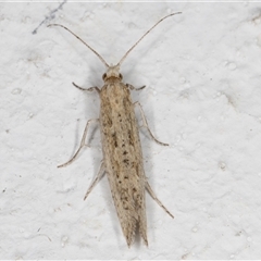 Plutella (genus) at Melba, ACT - 6 Oct 2024 07:57 PM