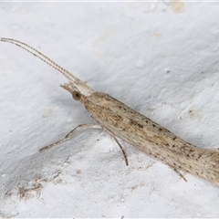 Plutella (genus) at Melba, ACT - 6 Oct 2024