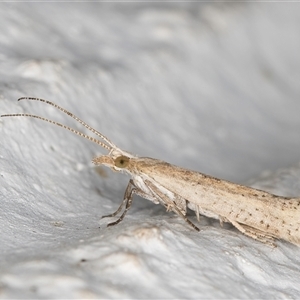 Plutella (genus) at Melba, ACT - 6 Oct 2024