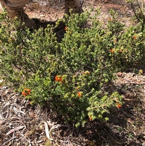 Pultenaea procumbens at Campbell, ACT - 9 Oct 2024 11:58 AM