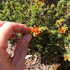 Pultenaea procumbens at Campbell, ACT - 9 Oct 2024