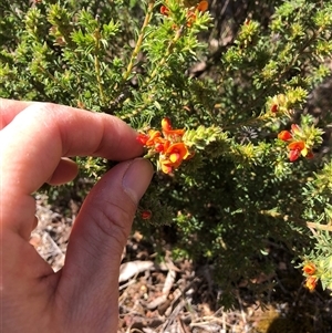 Pultenaea procumbens at Campbell, ACT - 9 Oct 2024