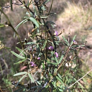 Glycine clandestina at Campbell, ACT - 9 Oct 2024