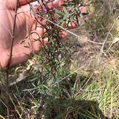 Glycine clandestina at Campbell, ACT - 9 Oct 2024 11:27 AM