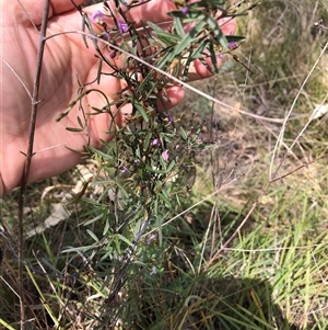 Glycine clandestina at Campbell, ACT - 9 Oct 2024 11:27 AM