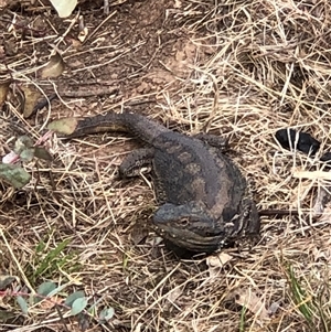 Pogona barbata at Hackett, ACT - suppressed