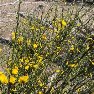 Cytisus scoparius subsp. scoparius at Googong, NSW - 9 Oct 2024